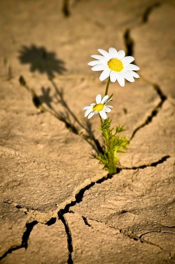 La Depresión como marca en mi vida